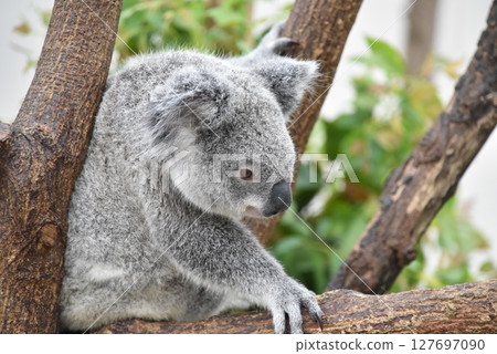 無尾熊在動物園很受歡迎 127697090