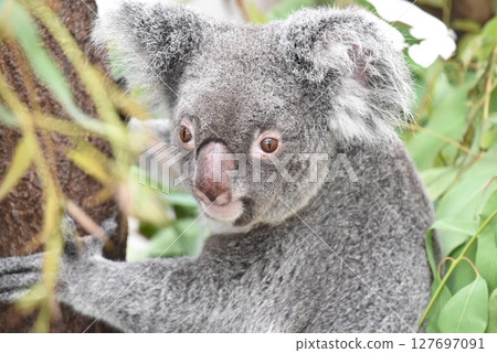 無尾熊在動物園很受歡迎 127697091