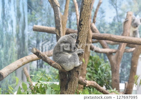 Koalas are popular at the zoo 127697095