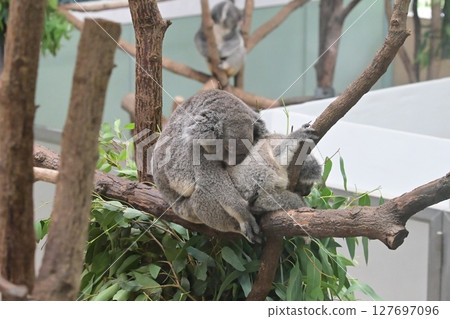 Koalas are popular at the zoo 127697096