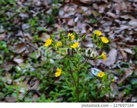 Yellow flowers of the giant tabby in bloom in Hama-rikyu Gardens 127697184