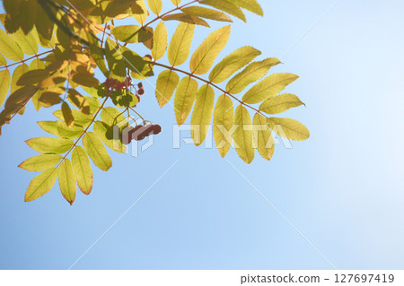 Sunny sky with green leaves and red berries in tranquil nature scene Sunny sky with green leaves and red berries in tranquil nature scene 127697419
