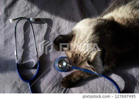 Siamese cat lying next to blue stethoscope on gray fabric in sunlight 127697495