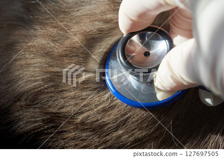 Veterinarian examining dog's fur with stethoscope for health check Veterinarian examining dog's fur with stethoscope for health check 127697505