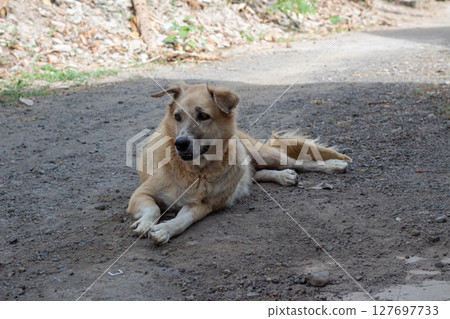 Outdoor Portrait of a Mixed Breed Dog- Relaxing on Dirt Road 127697733