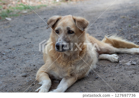 Outdoor Portrait of a Mixed Breed Dog- Relaxing on Dirt Road Outdoor Portrait of a Mixed Breed Dog- Relaxing on Dirt Road 127697736