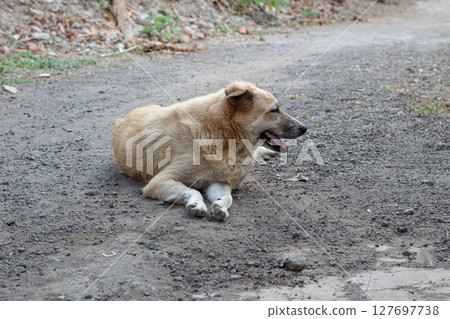 Outdoor Portrait of a Mixed Breed Dog- Relaxing on Dirt Road 127697738