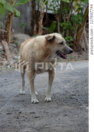 Happy Mixed Breed Dog- Outdoor Portrait on a Sunny Day Happy Mixed Breed Dog- Outdoor Portrait on a Sunny Day 127697744