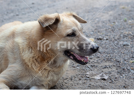 Stray Dog Portrait- Side View of a Relaxed Golden Dog 127697748