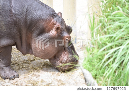 吃草的河馬 127697923