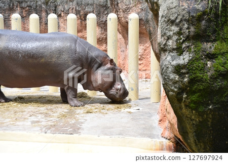 動物園裡展出的大型河馬 127697924