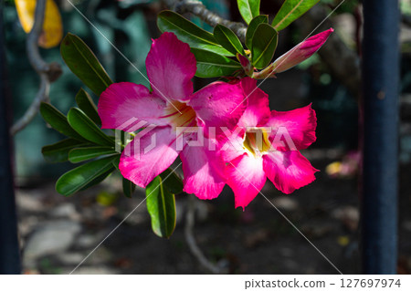 Tropical Blossom - Beautiful Pink Adenium Flowers in Bloom 127697974
