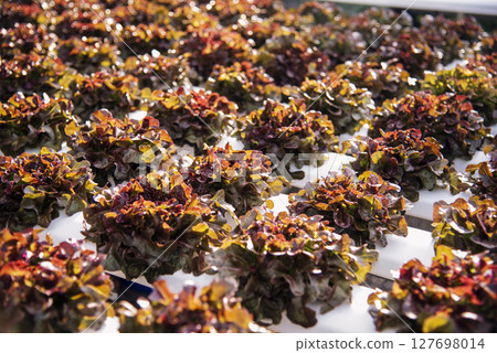 Salad farm vegetable red oak lettuce. Close up fresh organic hydroponic vegetable plantation produce red green salad hydroponic cultivate farm. Red oak lettuce salad in green Organic plantation Farm. Salad farm vegetable red oak lettuce. Close up fresh organic hydroponic vegetable plantation produce red green salad hydroponic cultivate farm. Red oak lettuce salad in green Organic plantation Farm. 127698014