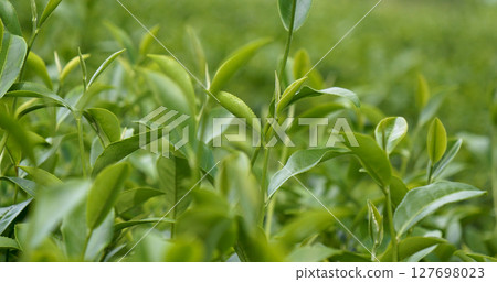 Fresh Green tea tree leaves in eco herbal farm. Tree tea plantations in morning sun light. Freshness herbal green natural garden farmland. Drinking organic relax heath plant. Green tea tree in farm Fresh Green tea tree leaves in eco herbal farm. Tree tea plantations in morning sun light. Freshness herbal green natural garden farmland. Drinking organic relax heath plant. Green tea tree in farm 127698023