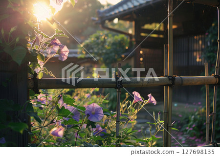 Japanese summer garden with morning glories and bamboo fence 127698135