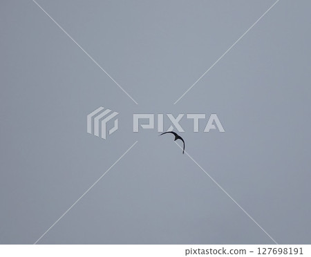 鳥兒在多雲的天空中飛翔 鳥兒在多雲的天空中飛翔 127698191