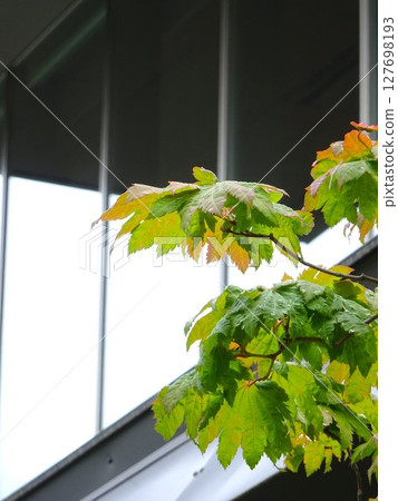 染紅的葉子 127698193