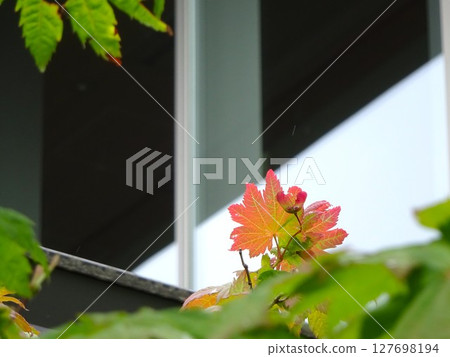 染紅的葉子 127698194