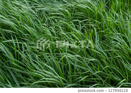 Lush Green Grass Texture Background 127698228