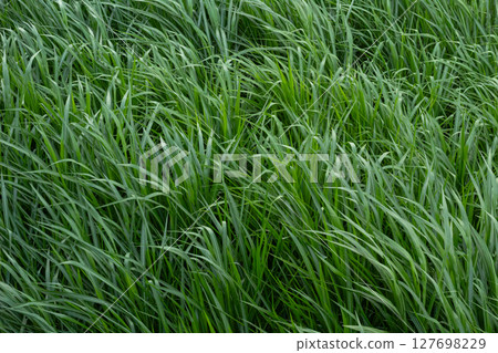 Lush Green Grass Texture Background 127698229