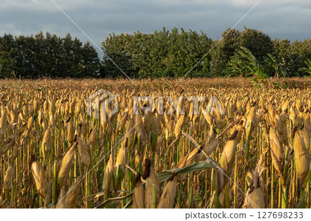 Golden Corn Field Ready for Harvest Golden Corn Field Ready for Harvest 127698233