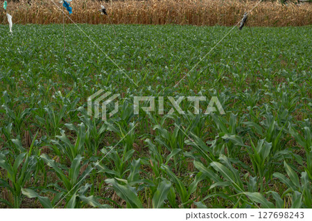 Vibrant Green Corn Plants in Farm Landscape Vibrant Green Corn Plants in Farm Landscape 127698243