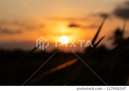 Blurred Sunset Through Silhouetted Foliage Blurred Sunset Through Silhouetted Foliage 127698297