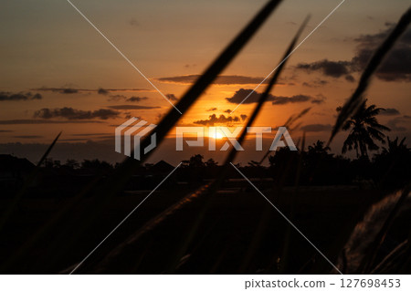 Golden Sunset Through Silhouetted Grass and Trees 127698453