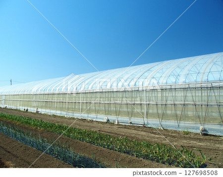 Onion field and agricultural greenhouse in early spring Onion field and agricultural greenhouse in early spring 127698508