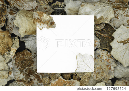 Dry silver poplar tree leaf Dry silver poplar tree leaf 127698524