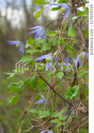 Vibrant Clematis Occidentalis flowers with foliage in spring forest. Vibrant Clematis Occidentalis flowers with foliage in spring forest. 127698599