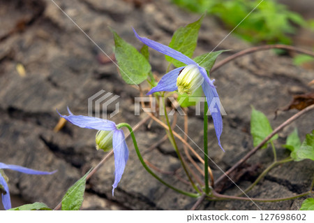 Flowering Wild Clematis plant wining around tree trunk. Flowering Wild Clematis plant wining around tree trunk. 127698602