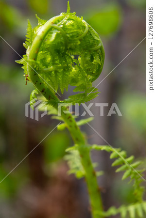 Curled fern leaf growing from the brown leaves in the forest. 127698608