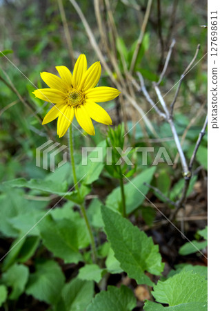 Yellow Heart-Leaf Arnica Flower in Spring forest. 127698611