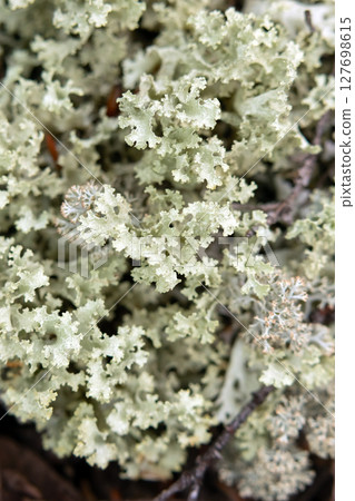 Pale green patch of Platismatia glauca lichen in the forest. Pale green patch of Platismatia glauca lichen in the forest. 127698615