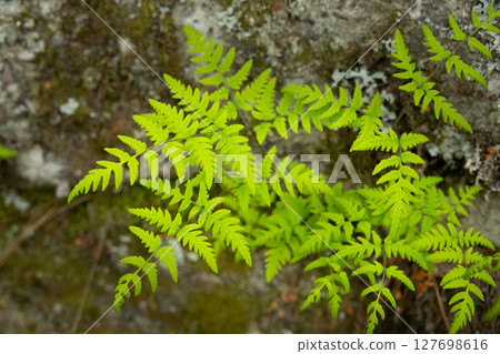 Brittle Bladder-Fern Growing on Shaded Rock Brittle Bladder-Fern Growing on Shaded Rock 127698616
