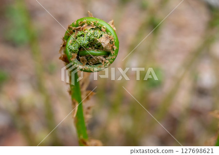 Curled fern leaf growing from the brown leaves in the forest. 127698621
