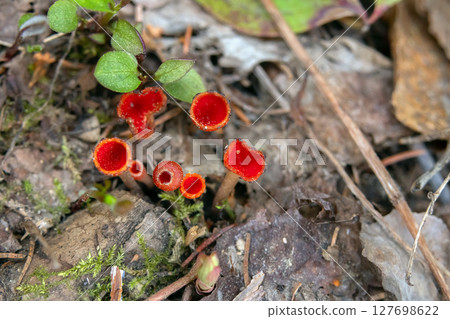 Scarlet Cup Fungi in grass and leaves on the forest floor. 127698622