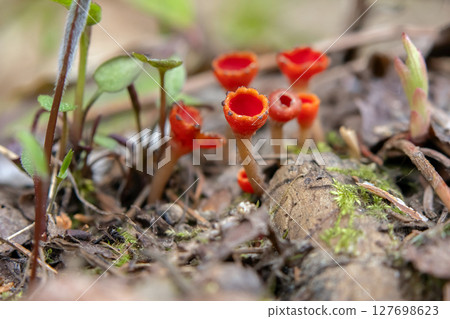 Scarlet Cup Fungi in grass and leaves on the forest floor. 127698623