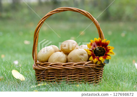 Yellow potatoes in the basket with sunflower on the green lawn in autumn. Yellow potatoes in the basket with sunflower on the green lawn in autumn. 127698672