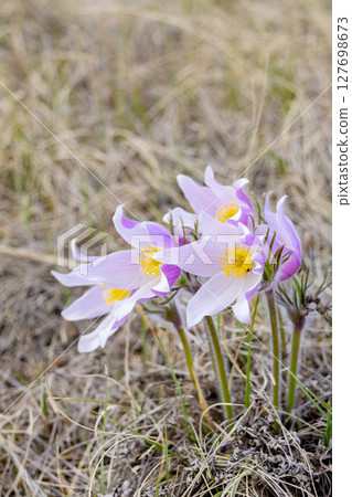 Prairie crocus or Pulsatilla patens grow in the wild in spring. Prairie crocus or Pulsatilla patens grow in the wild in spring. 127698673