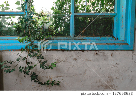 Ivy plant growing inside the abandoned home from broken window 127698688