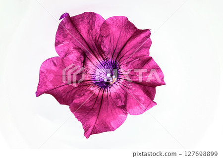 Pink Petunia Flower Blossom Floating in the White Cup Full of Water. Very Sharp and Clear View of the Blossom Details 127698899