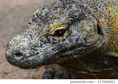 Portrait of huge head of Komodo dragon in Bali, Indonesia 127698901