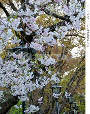 Cherry blossoms with lanterns in the background Cherry blossoms with lanterns in the background 127699020