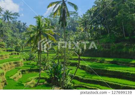 Tegalalang rice terraces, sunny day and green jungles in Ubud, Bali 127699139