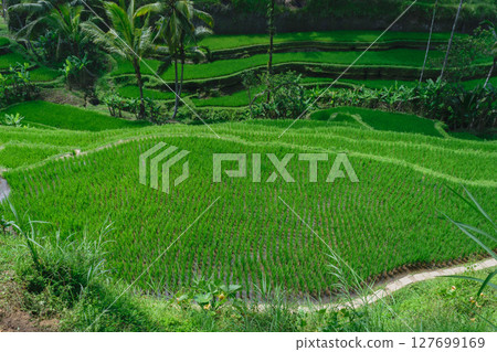 Top view of rice terraces with young growing green rice in Bali Top view of rice terraces with young growing green rice in Bali 127699169