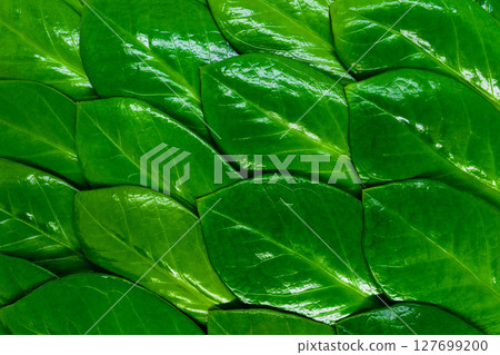 Zanzibar gem green leaves background 127699200
