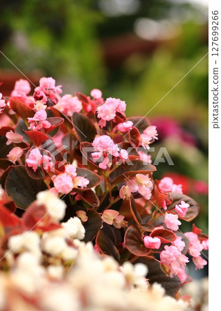 可愛的粉紅色花朵 可愛的粉紅色花朵 127699266