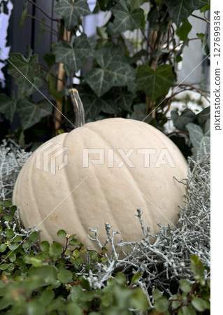 White Pumpkin Nestled in Garden Greenery and Silvery Leaves. 127699384